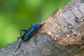 Marco image of an insect