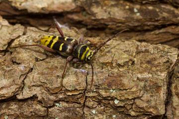 Marco image of an insect