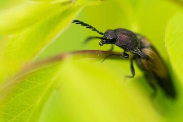 Marco image of an insect