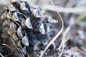 Marco image of an insect