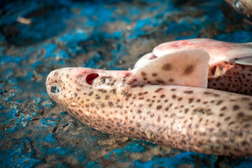 fish at market, catch of the day, shark, fresh, healthy