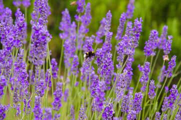 Big bumblebee perched on the end of a lavender flower