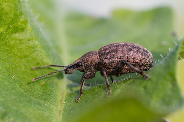Marco image of an insect