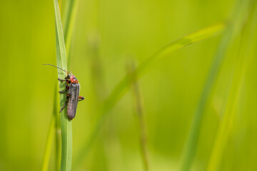Marco image of an insect