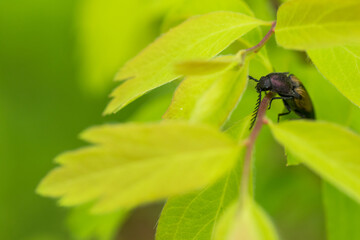 Marco image of an insect