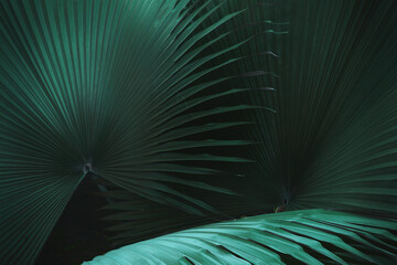 Exotic Palm Leaves in Dark Tone Color Natural Pattern Background