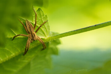 Marco image of an insect
