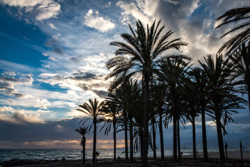 Obraz premium palm trees at sunset
