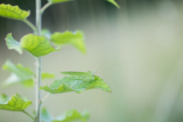 Marco image of an insect