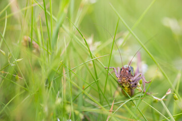 Marco image of an insect