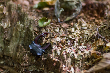 Marco image of an insect