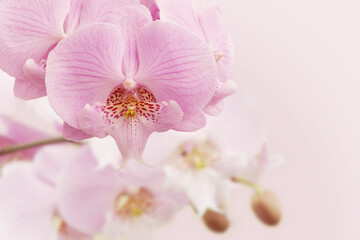 Fototapeta na wymiar Floral Background of Blooming Pink Phalaenopsis Orchid Flowers