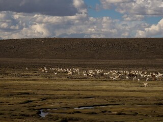 Mixed herd of farm animals llamas alpacas in andes mountains plateau nature landscape near Colca...