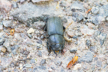 Marco image of an insect