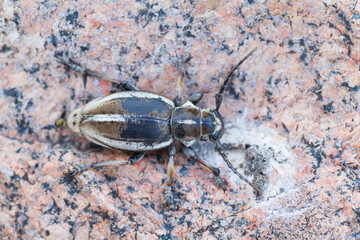 Marco image of an insect