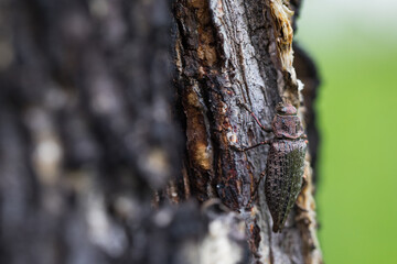 Marco image of an insect