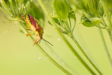 Marco image of an insect