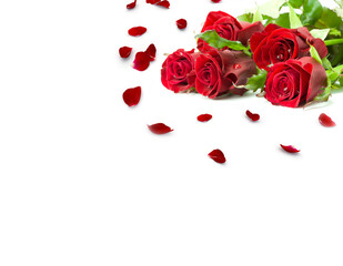 A red rose and scattered petals. Blank postcards for your design