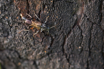 Marco image of an insect