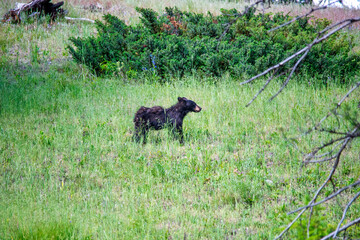  A small grizzly bear of Yellowstone National Park