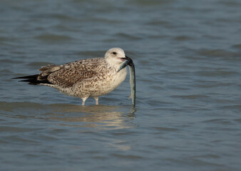 Juvenile Lesser Black-backed Gull holding a fish at Busaiteen coast, Bahrain