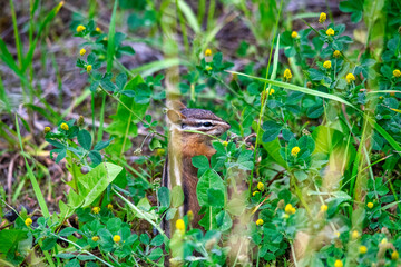 Squirrel in the National Park in summer season
