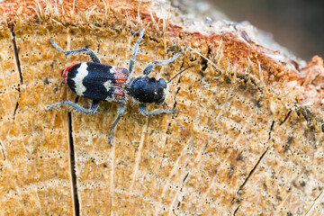 Marco image of an insect