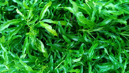 green grass background