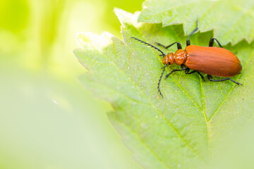 Marco image of an insect