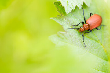 Marco image of an insect