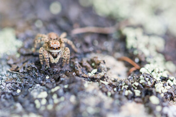 Marco image of an insect