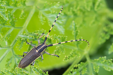 Marco image of an insect