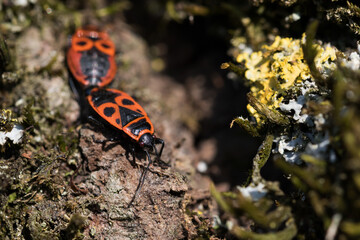 Marco image of an insect