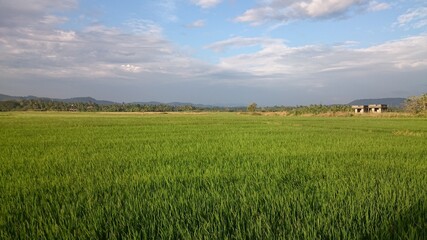 Scenic view of green Paddy field in Kerala