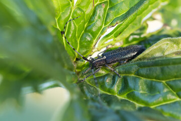 Marco image of an insect