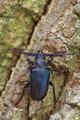 Marco image of an insect