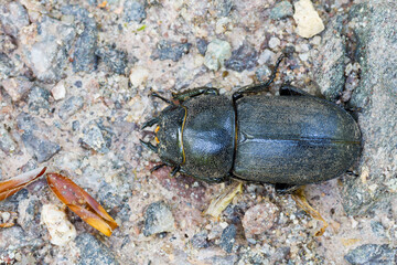 Marco image of an insect