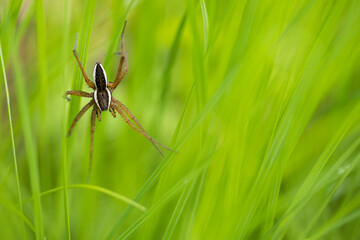 Marco image of an insect