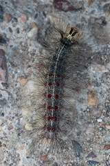 Marco image of an insect