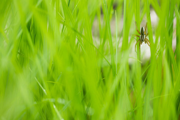 Marco image of an insect
