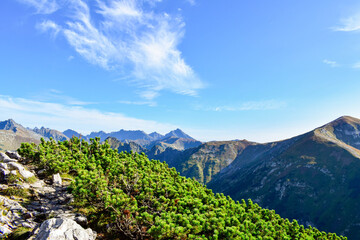 Zakopane widok po drodze na Giewont - roślinność © Klara
