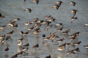 Flock of Dunlins flying at Busaiteen coast of Bahrain