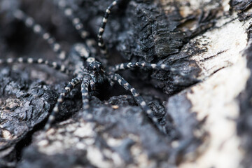 Marco image of an insect