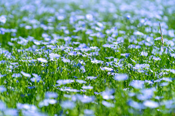 Blue flowers of flax in a field against beautiful blurred green and blue background, in summer, close up, shallow depth of field and full framed shot