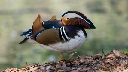 Mandarin duck grooming feathers while perched on land. 