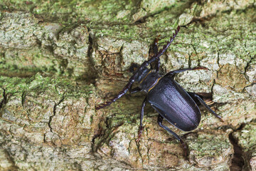 Marco image of an insect