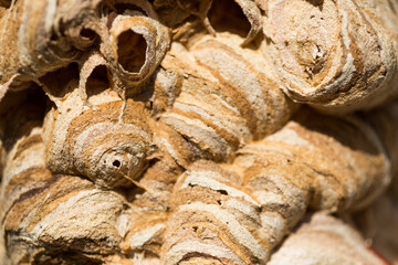 Marco image of an insect