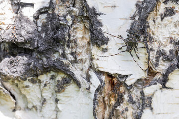 Marco image of an insect