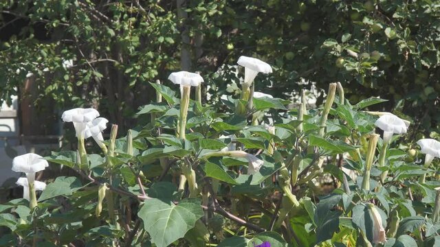 White blooming datura flowers. Datura stramonium