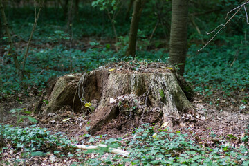 Marco image of an insect